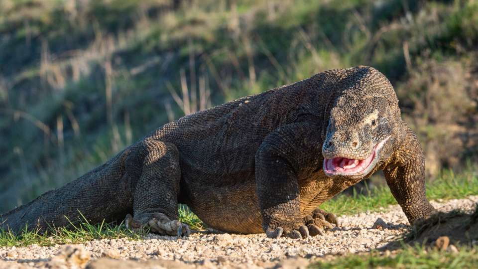 komodo dragon (varanus komodoensis) in komodo national park