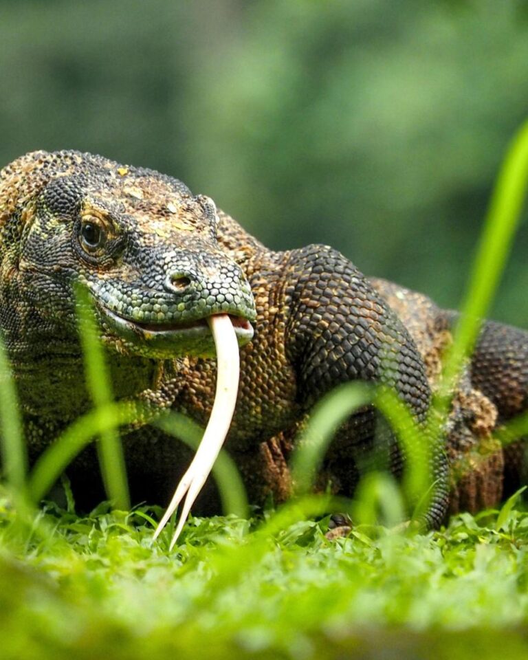 komodo island — komodo dragon