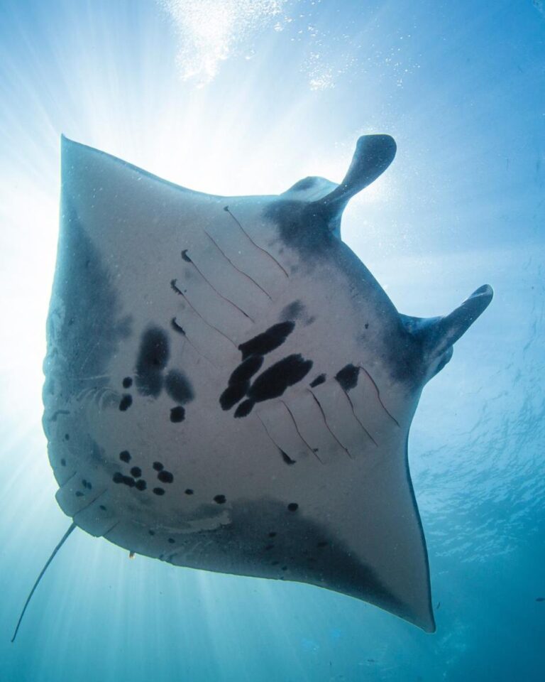 snorkeling spots manta
